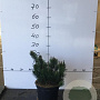 Pinus mugo mugo 30-40 cm 7,5L