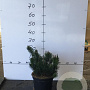 Pinus mugo mugo 30-40 cm 7,5L