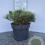 Pinus mugo pumilio 25-30 cm 5,0L