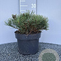 Pinus mugo pumilio 25-30 cm 5,0L
