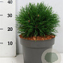 Pinus mugo 'Varella' 30-35 cm 5,0L