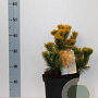 Pinus mugo 'Winter Gold' 20-25 cm 5,0L
