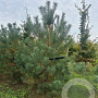 Pinus sylvestris 175-200 cm draadkluit