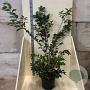 Prunus 'Accolade' 150-175 cm 20L meerstammig