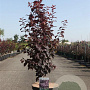 Prunus cer. 'Nigra' 100-125 cm 10L