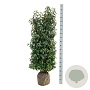 Prunus l. 'Angustifolia' 125-150 cm met kluit