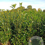 Prunus l. 'Caucasica' 175-200 cm met kluit