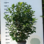 Prunus l. Etna 100-125 cm met kluit