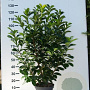 Prunus l. Etna 100-125 cm met kluit