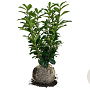 Prunus l. Genolia 60-80 cm met kluit