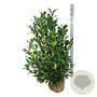 Prunus l. 'Herbergii' 100-125 cm met kluit