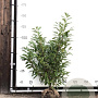 Prunus l. 'Novita' 100-120 cm met kluit