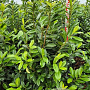 Prunus l. 'Novita' 140-160 cm met kluit extra