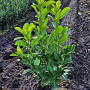 Prunus I. 'Rotundifolia' 60-80 cm met kluit