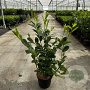 Prunus I. 'Rotundifolia' 80-100 cm 5,0L