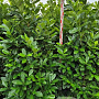 Prunus I. 'Rotundifolia' 180-200 cm met kluit extra