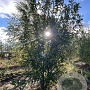 Prunus padus 450-500 cm draadkluit meerstammig