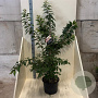 Prunus subh. 'Autumnalis' 150-175 cm 20L meerstammig