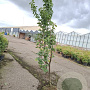 Prunus 'The Bride' 200-250 cm draadkluit