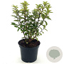 Prunus tomentosa 30-40 cm 3,0L