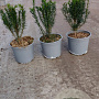 Taxus baccata 20-30 cm 2,0L