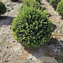Taxus baccata 60-65 cm met kluit bol