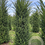 Taxus baccata 175-200 cm draadkluit