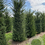 Taxus baccata 225-250 cm draadkluit