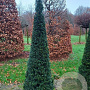 Taxus baccata 225-250 cm draadkluit kegel 60-80 diameter