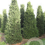 Taxus baccata 450-500 cm draadkluit solitair