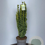 Taxus b. 'David' 80-100 cm 12L