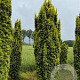 Taxus b. 'Fastigiata Aurea' 300-350 cm draadkluit solitair