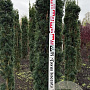 Taxus b. 'Fastigiata Robusta' 150-175 cm met kluit