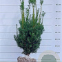Taxus media 'Hicksii' 60-80 cm met kluit