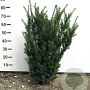 Taxus media 'Hicksii' 60-80 cm met kluit