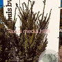 Taxus media 'Hillii' 100-125 cm met kluit