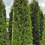 Thuja occ. 'Brabant' 275-300 cm draadkluit