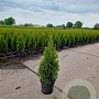 Thuja occ. 'Smaragd' 50-60 cm 3,0L