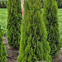 Thuja occ. 'Smaragd' 150-175 cm met kluit