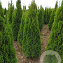 Thuja occ. 'Smaragd' 225-250 cm met kluit
