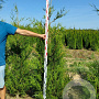 Thuja pl. 'Atrovirens' 200-225 cm met kluit