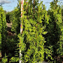 Thuja pl. 'Excelsa' 150-175 cm met kluit