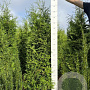 Thuja pl. 'Gelderland' 160-180 cm met kluit