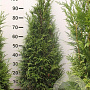 Thuja pl. 'Martin' 100-120 cm met kluit