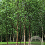 Betula corylifolia GM P9