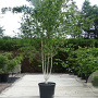 Betula utilis jacquemontii 400-450 cm 45L meerstammig