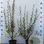 Salix aurita 60-80 cm 2,0L