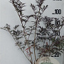 Sambucus nigra Black Lace 125-150 cm 20L
