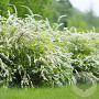Spiraea cinerea GM P9