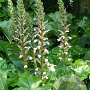 Acanthus mollis GM P9